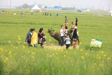 추억의 보리밭 축제에도 많은 사람이 찾는다.