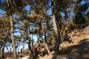 산 곳곳에 울울이 서 있는 나무들의 푸르름이 가득하다.