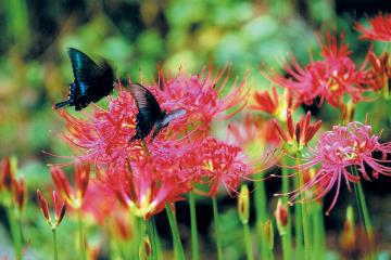 산제비 나비는 꽃무릇 공원을 유유히 날아다닌다.