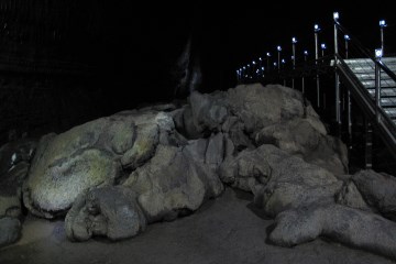 용암 가닥들이 엉긴 모습이 코끼리 발가락을 닮았다.